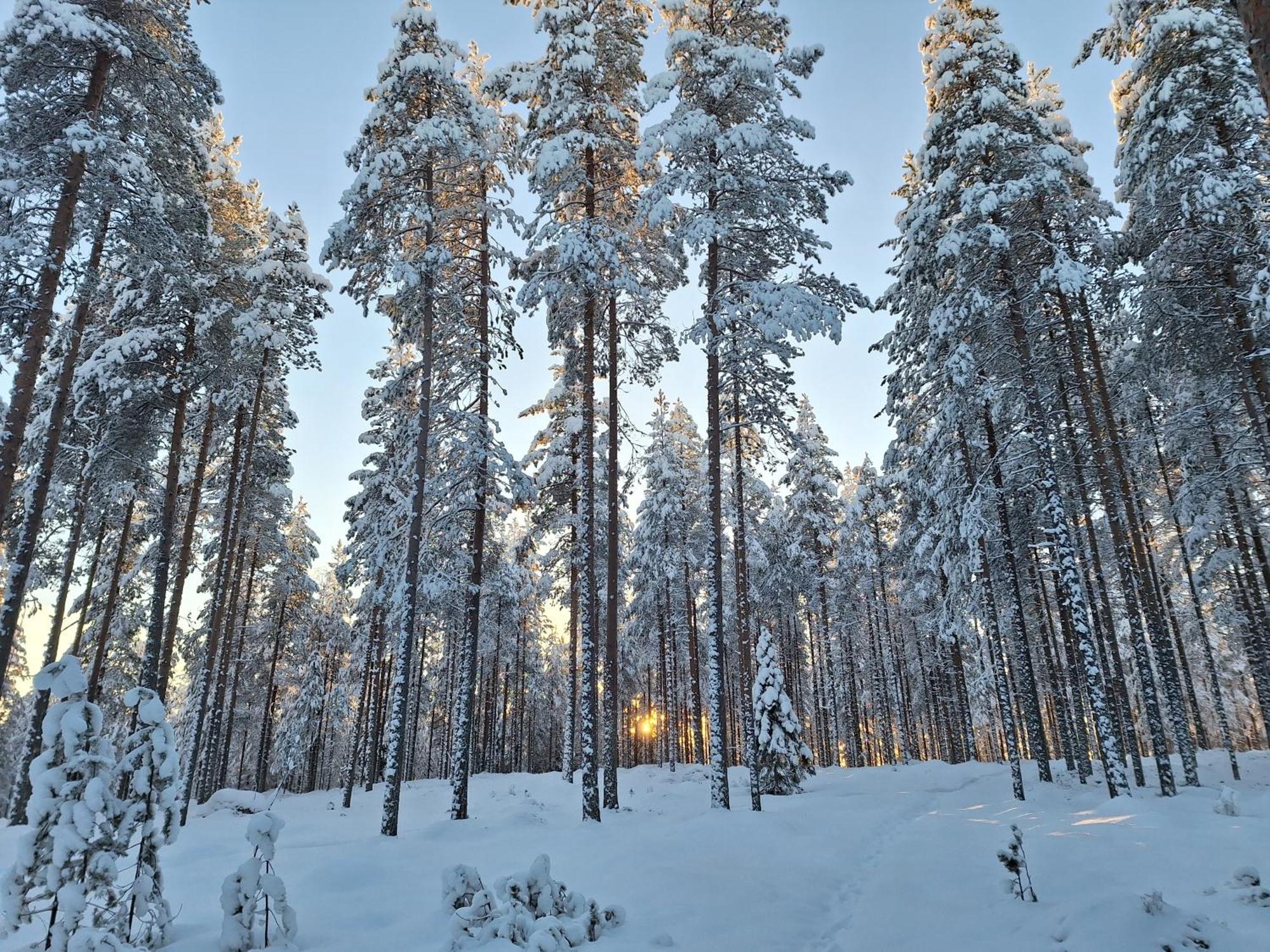 Villa Aleksi With Sauna Rovaniemi Exteriér fotografie